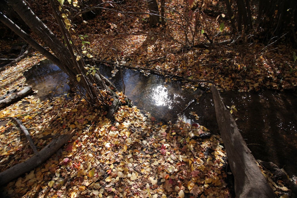 a stream running through a forest filled with leaves