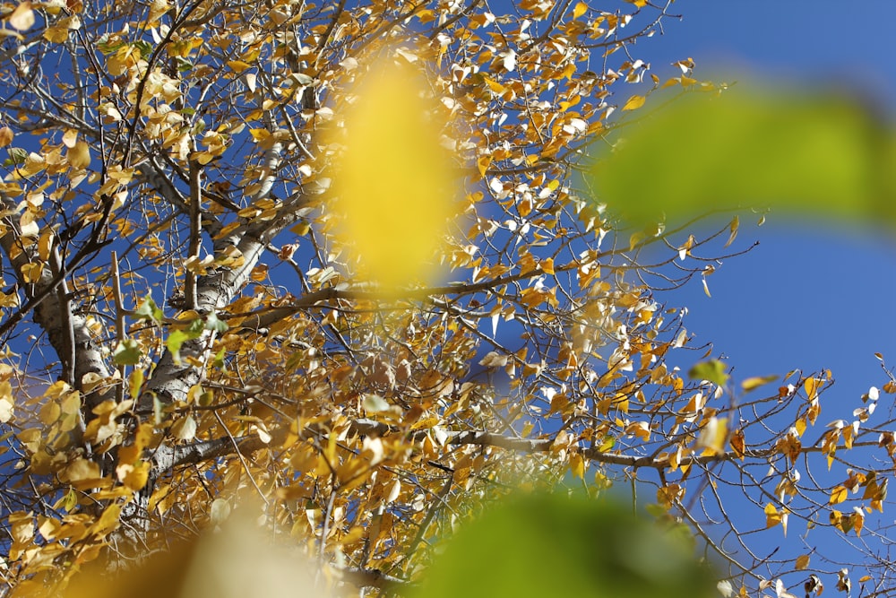 a tree with yellow leaves and a blue sky in the background