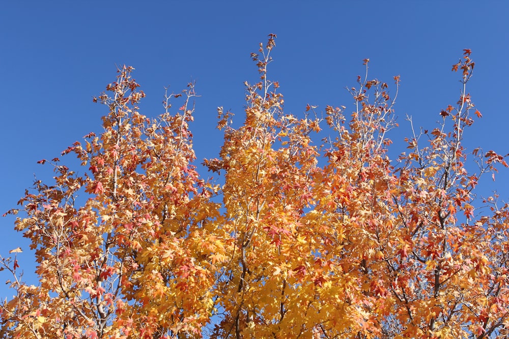 ein Baum mit gelben und roten Blättern darauf
