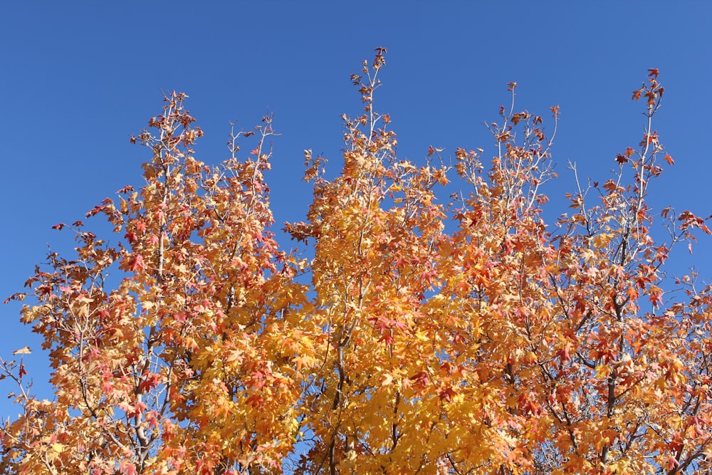 a tree with yellow and red leaves on it