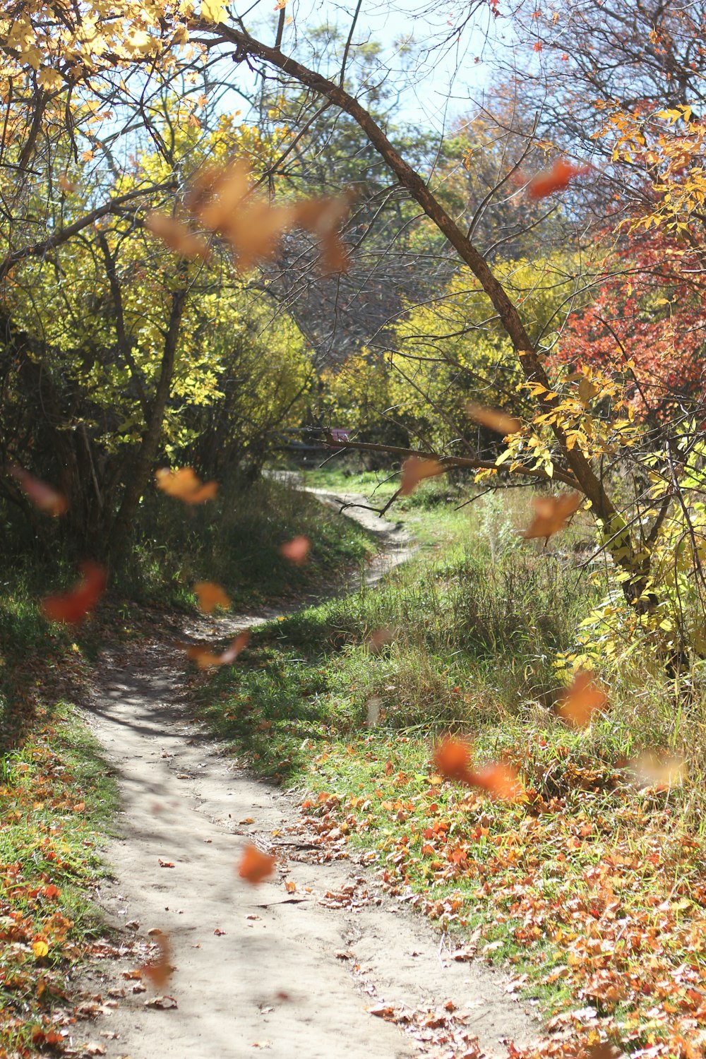 a dirt path surrounded by trees and leaves