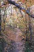 A winding forest trail dappled with sunlight filtering through autumn leaves.