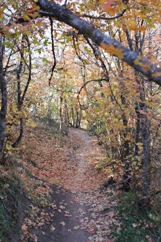 A dense forest trail dappled with golden autumn light.