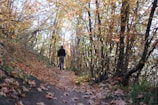 A person walking along a tree-lined path during autumn with colorful leaves.