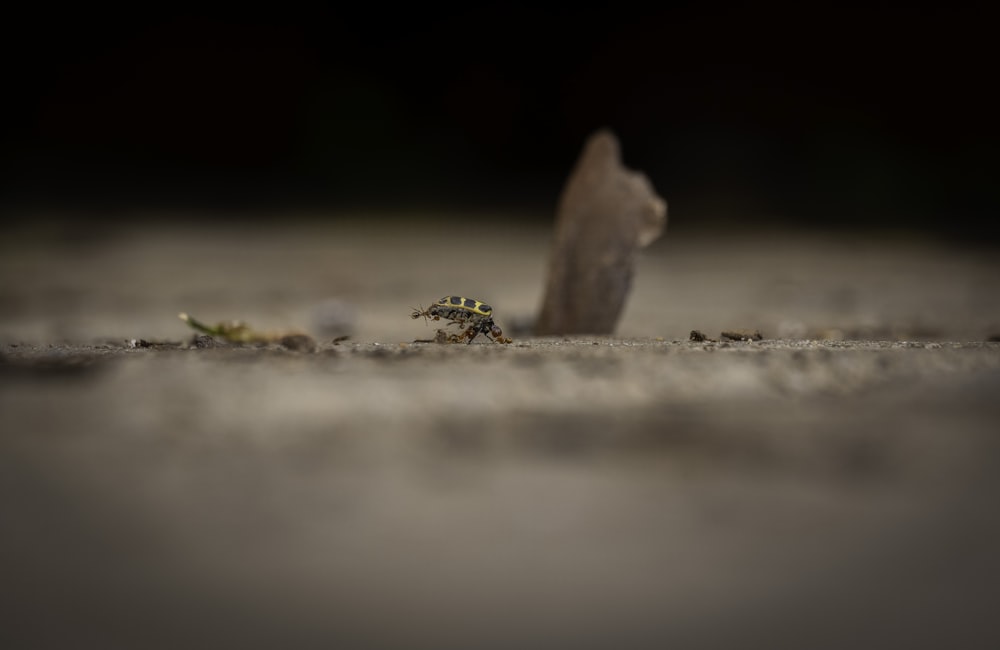 a small insect crawling on the ground