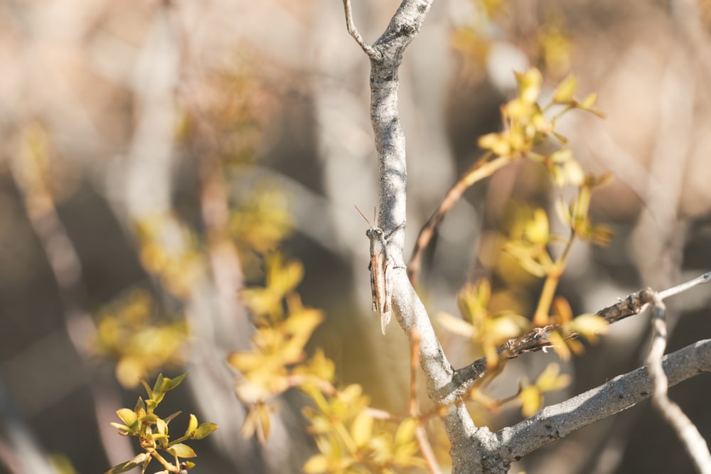 a small bird perched on top of a tree branch