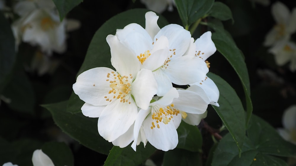 a close up of a white flower with green leaves