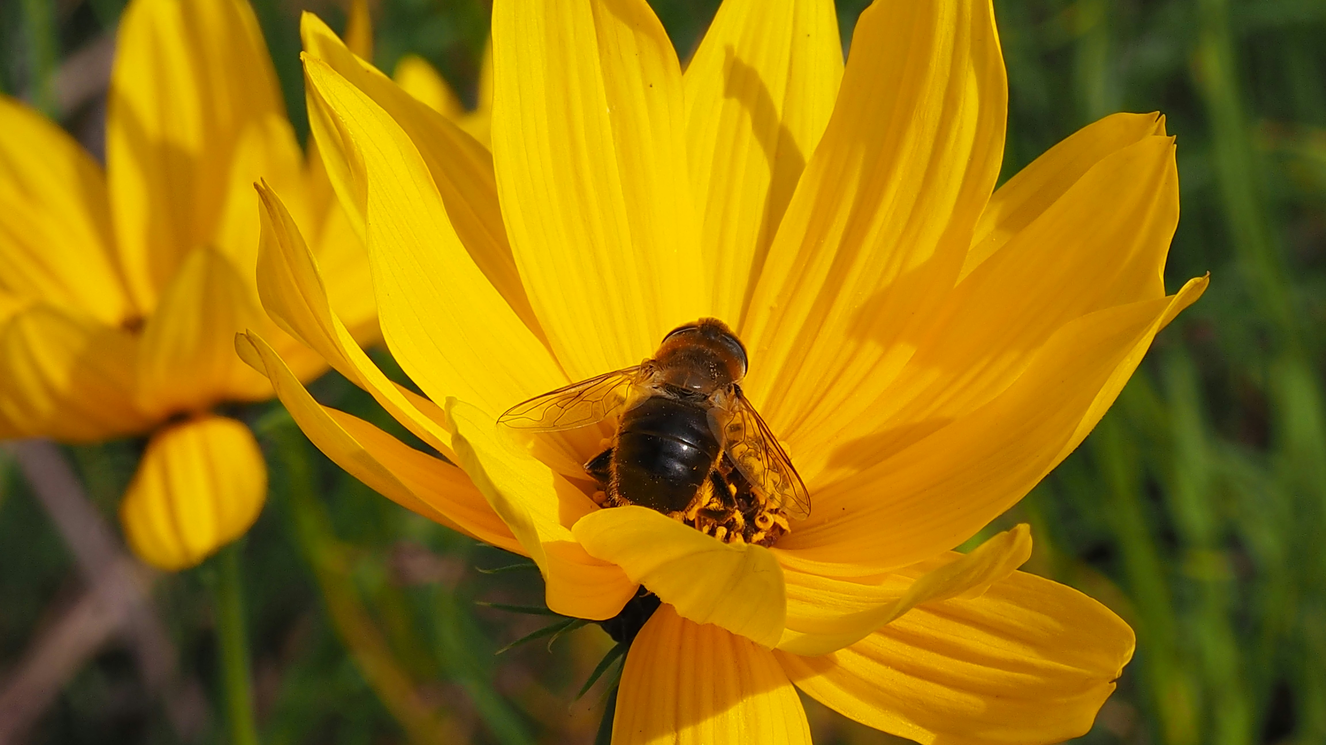 a bee sitting on top of a yellow flower