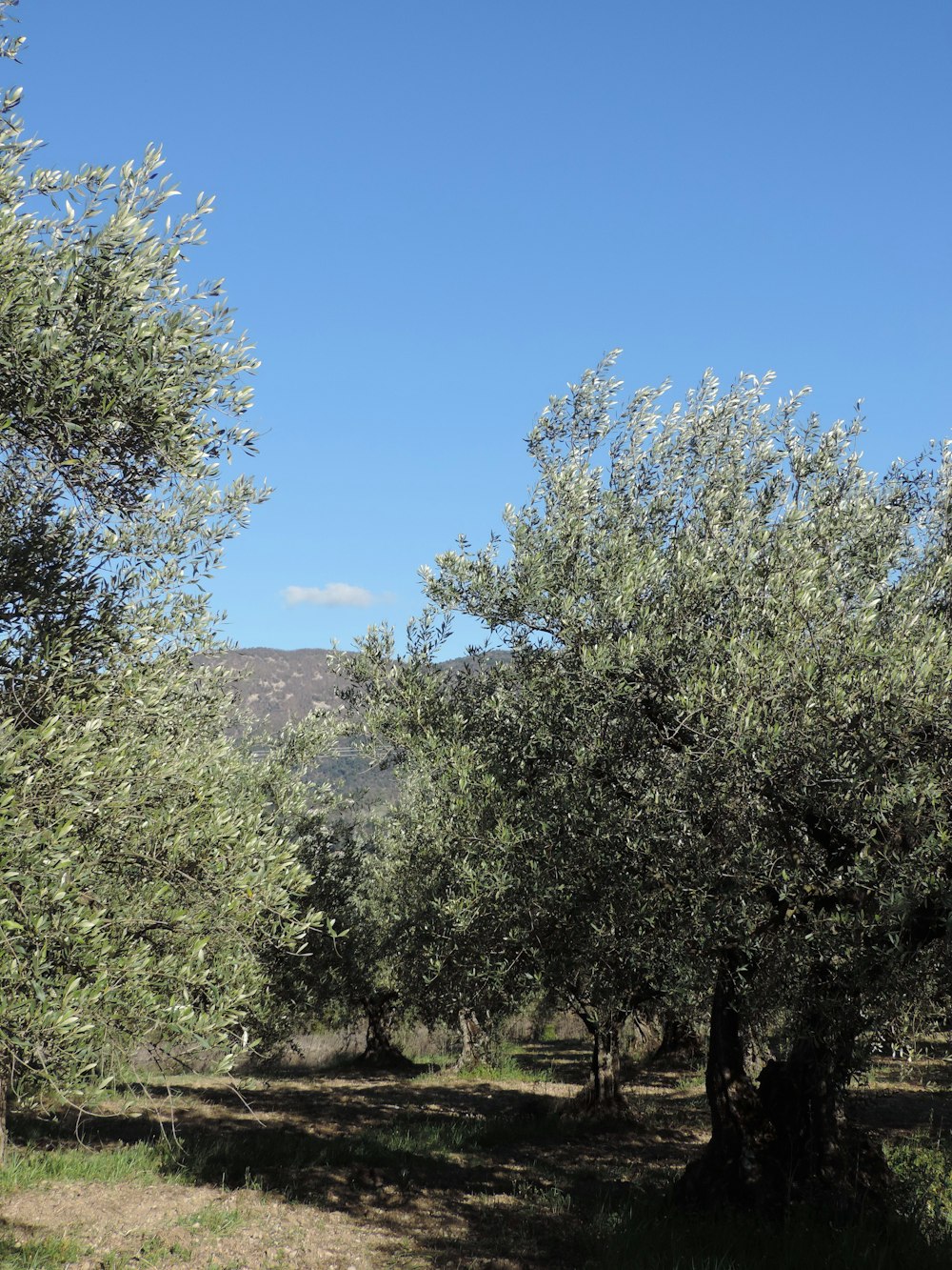 a grove of olive trees on a sunny day