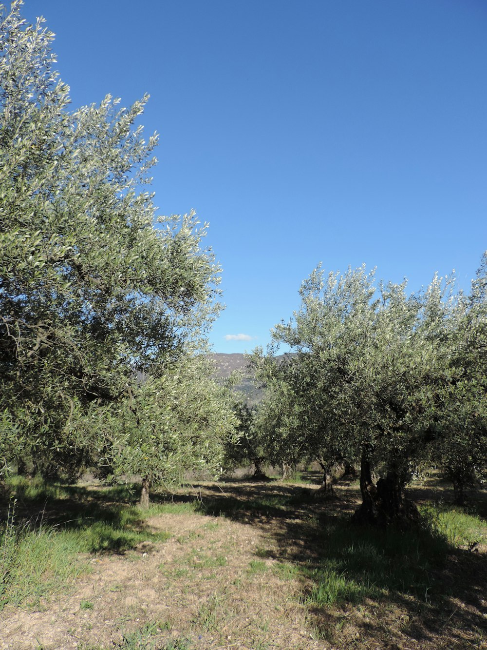 Ein Feld mit Bäumen und einem blauen Himmel im Hintergrund