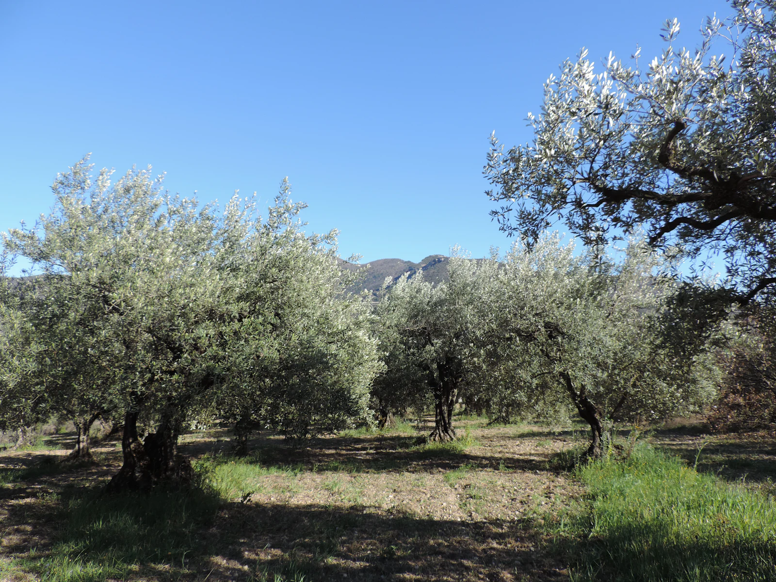 An olive grove on dry ground with mountains behind it.