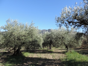 a grove of olive trees in a field with mountains in the background