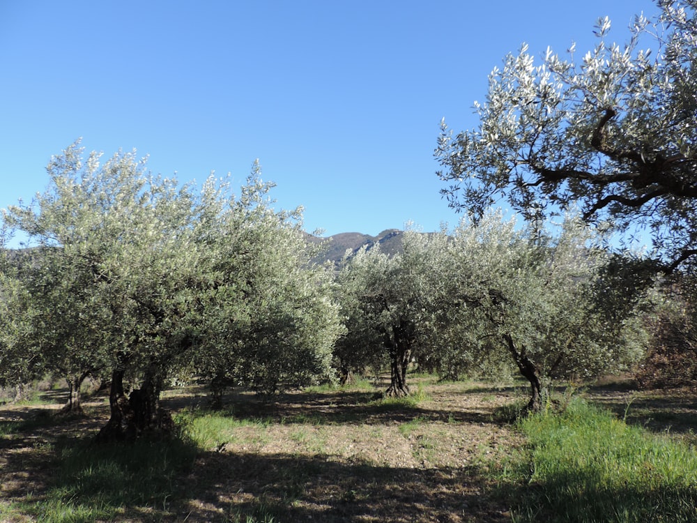 a grove of olive trees in a field with mountains in the background