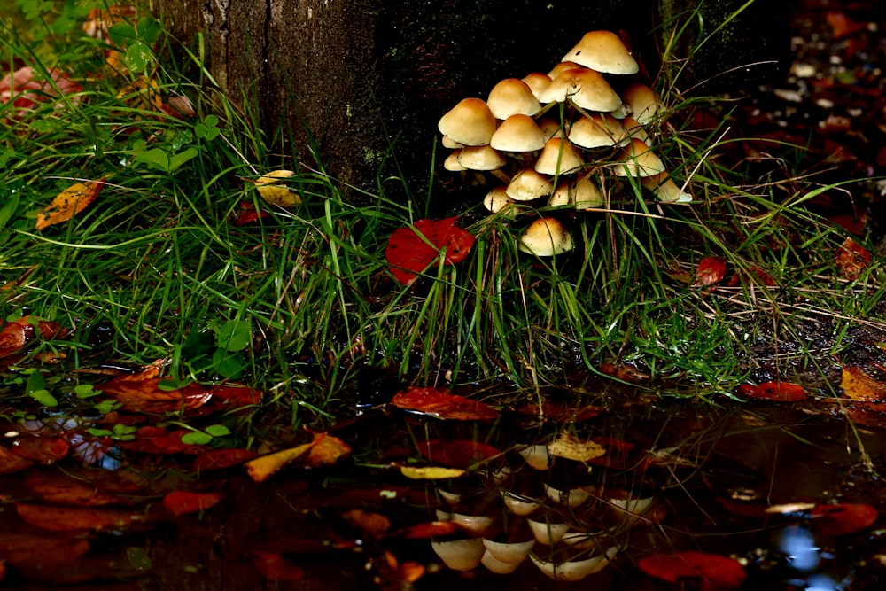 a group of mushrooms sitting on the ground next to a tree