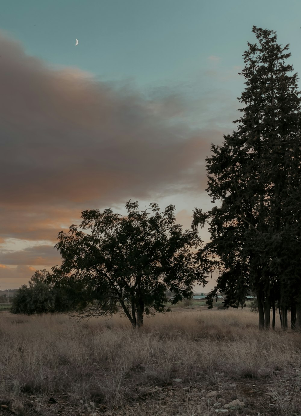 a couple of trees that are in the grass