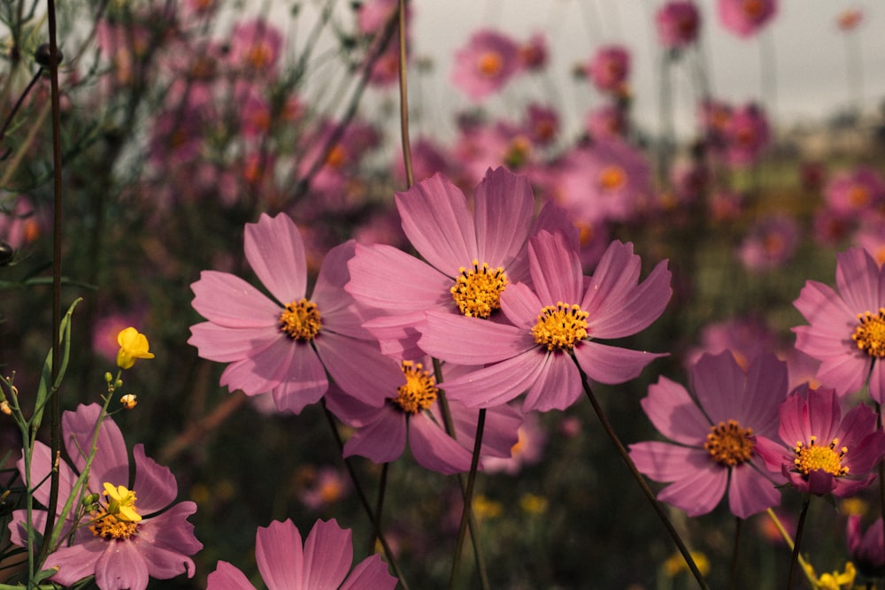 a field full of pink flowers with yellow centers