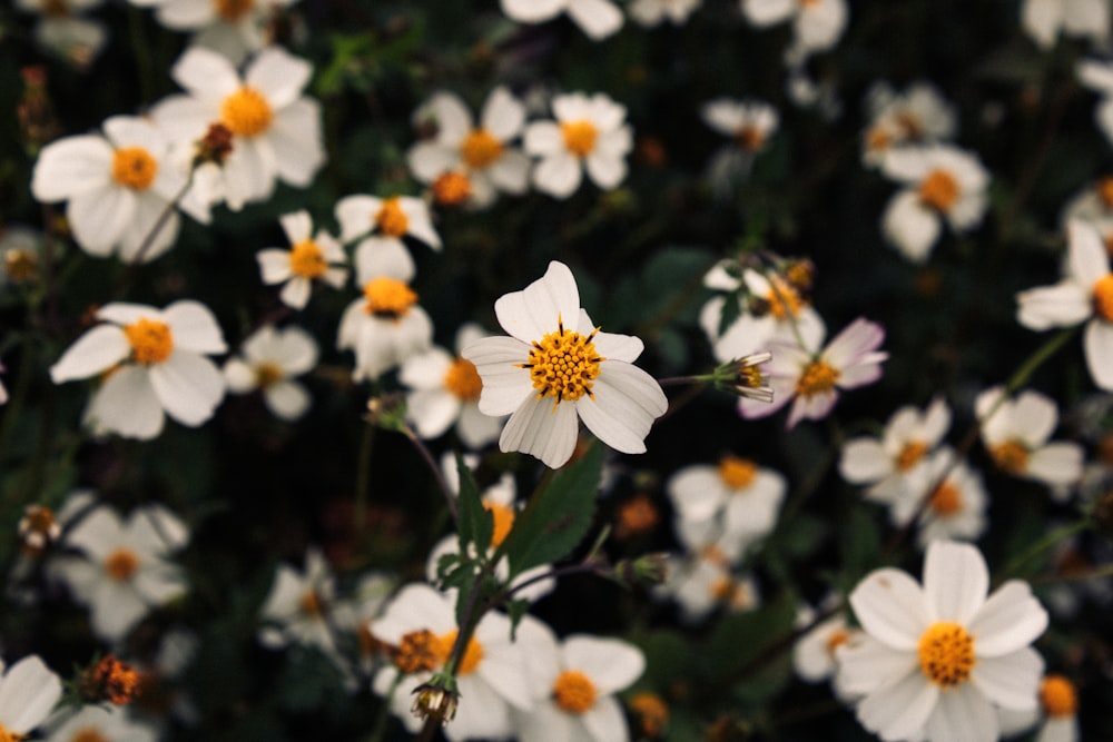 a field of white flowers with yellow centers