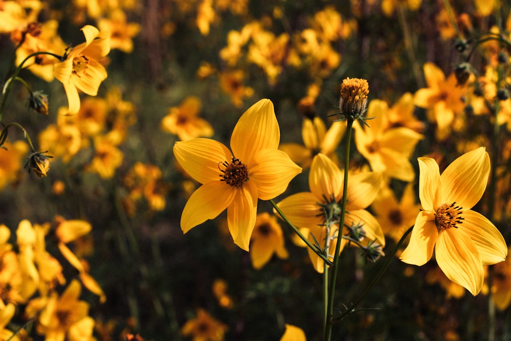 a bunch of yellow flowers that are in the grass