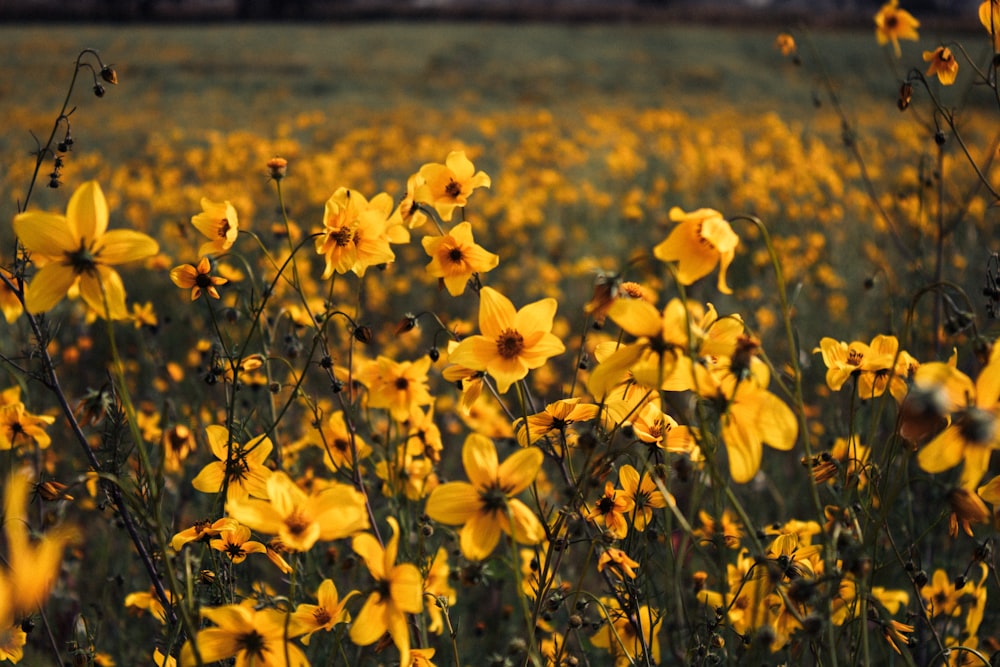 a field full of yellow flowers in the middle of the day