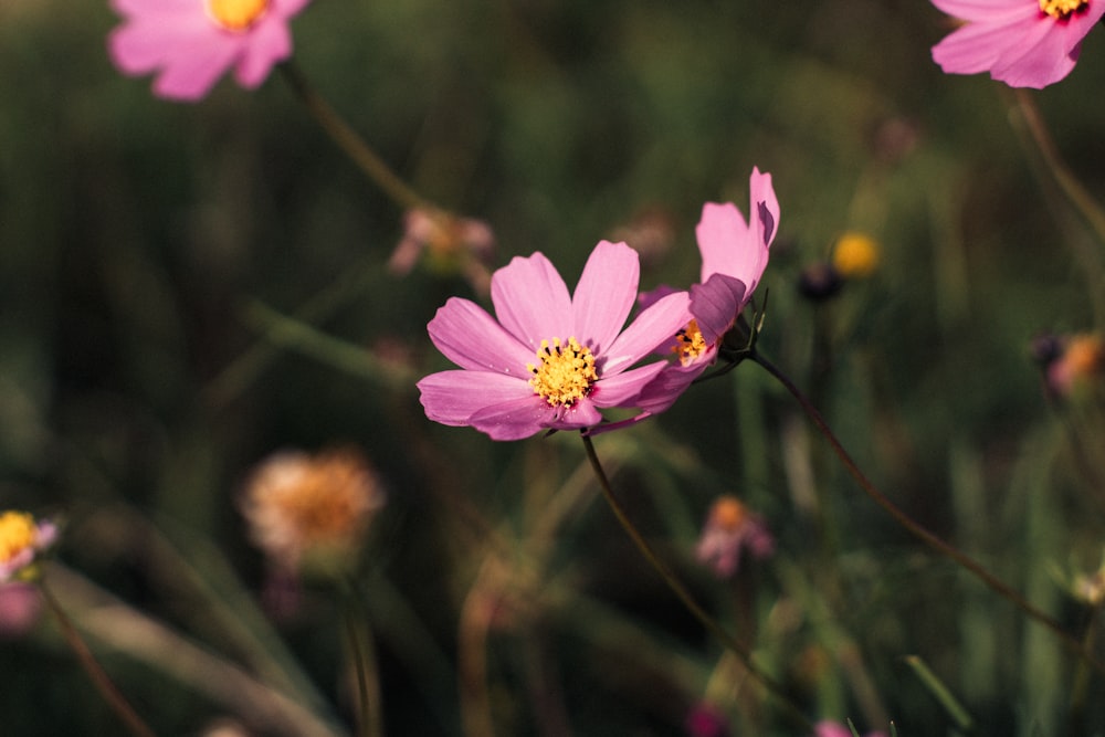 a bunch of pink flowers in a field