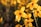 a bunch of yellow flowers in a field