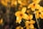 a bunch of yellow flowers in a field