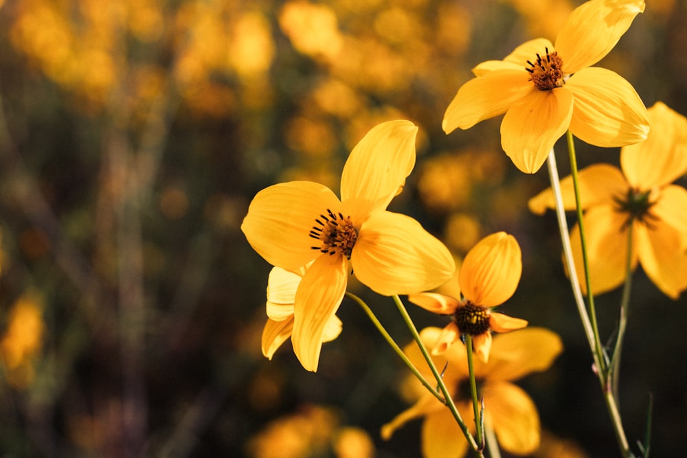 a bunch of yellow flowers in a field