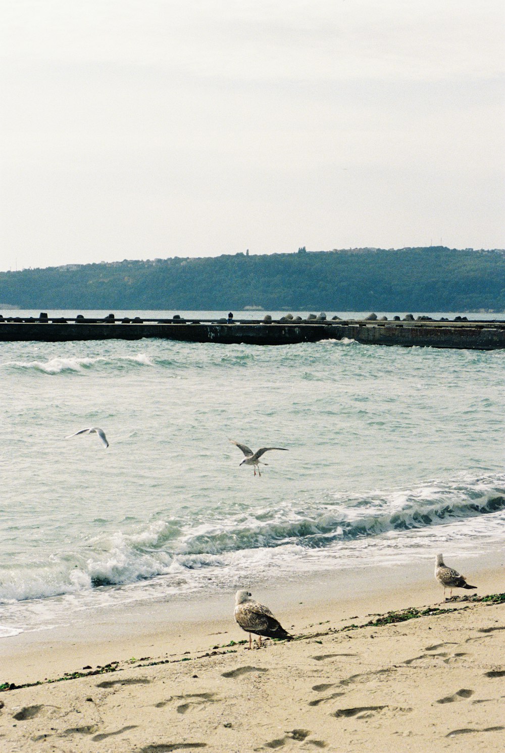 a flock of birds flying over a sandy beach