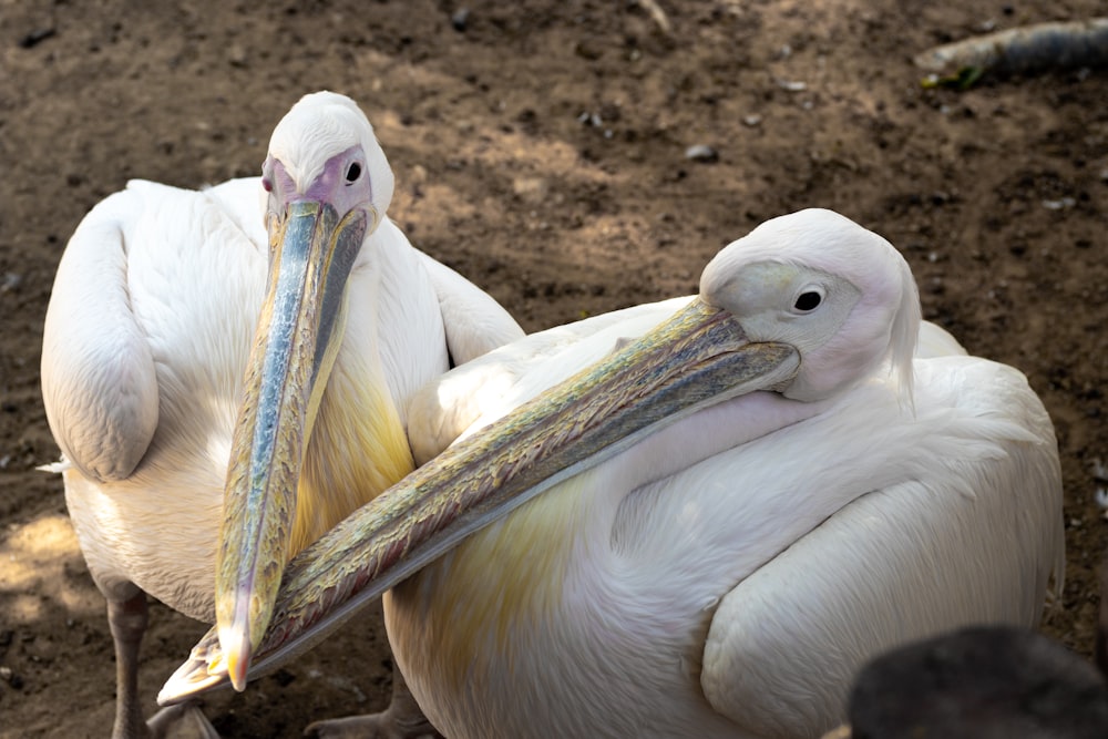 two white pelicans with long beaks sitting on the ground