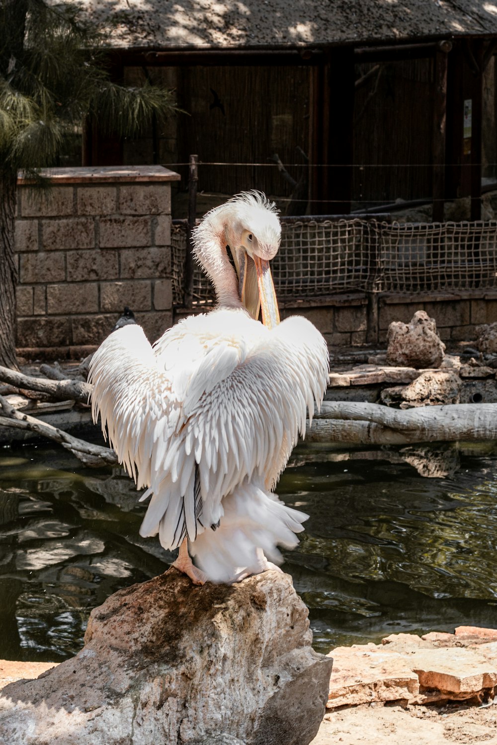 a large white bird standing on top of a rock