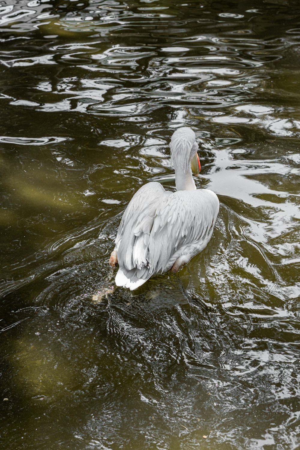 a couple of ducks swimming on top of a body of water