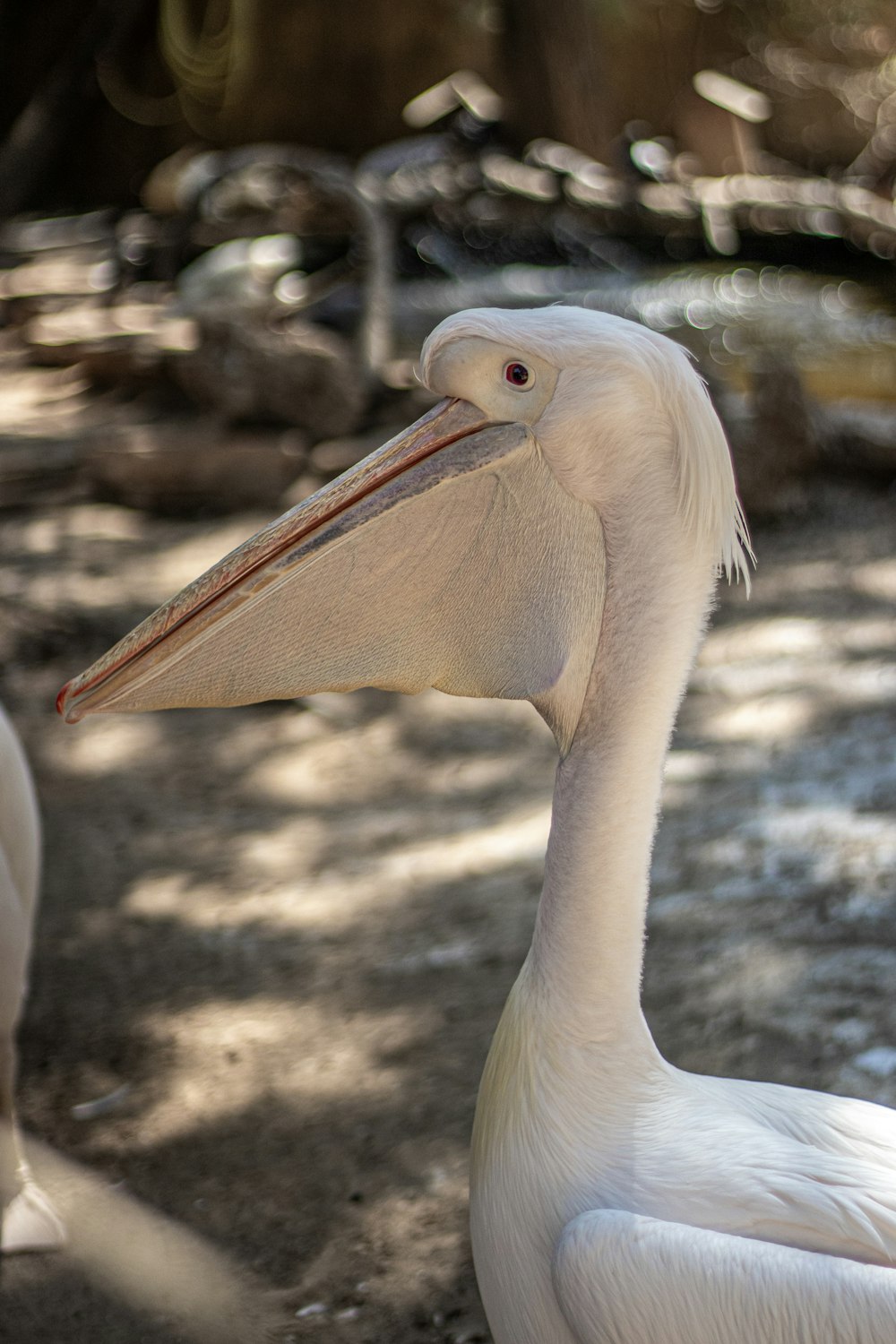 a close up of a bird with a long neck