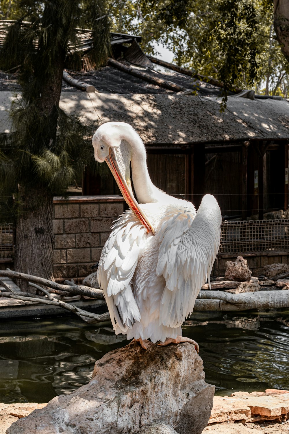 a pelican sitting on top of a rock near a body of water