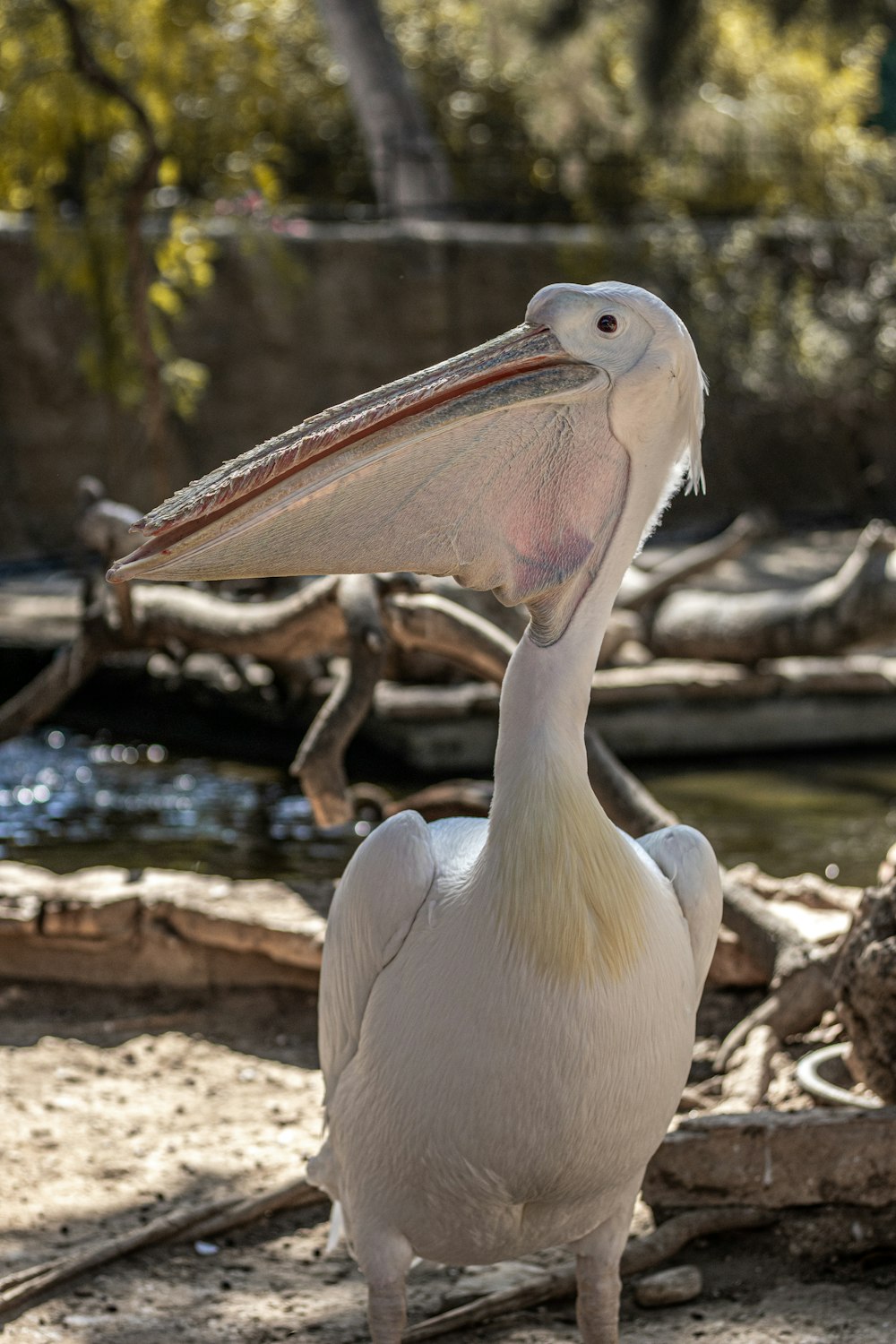 a pelican standing on the ground with its mouth open