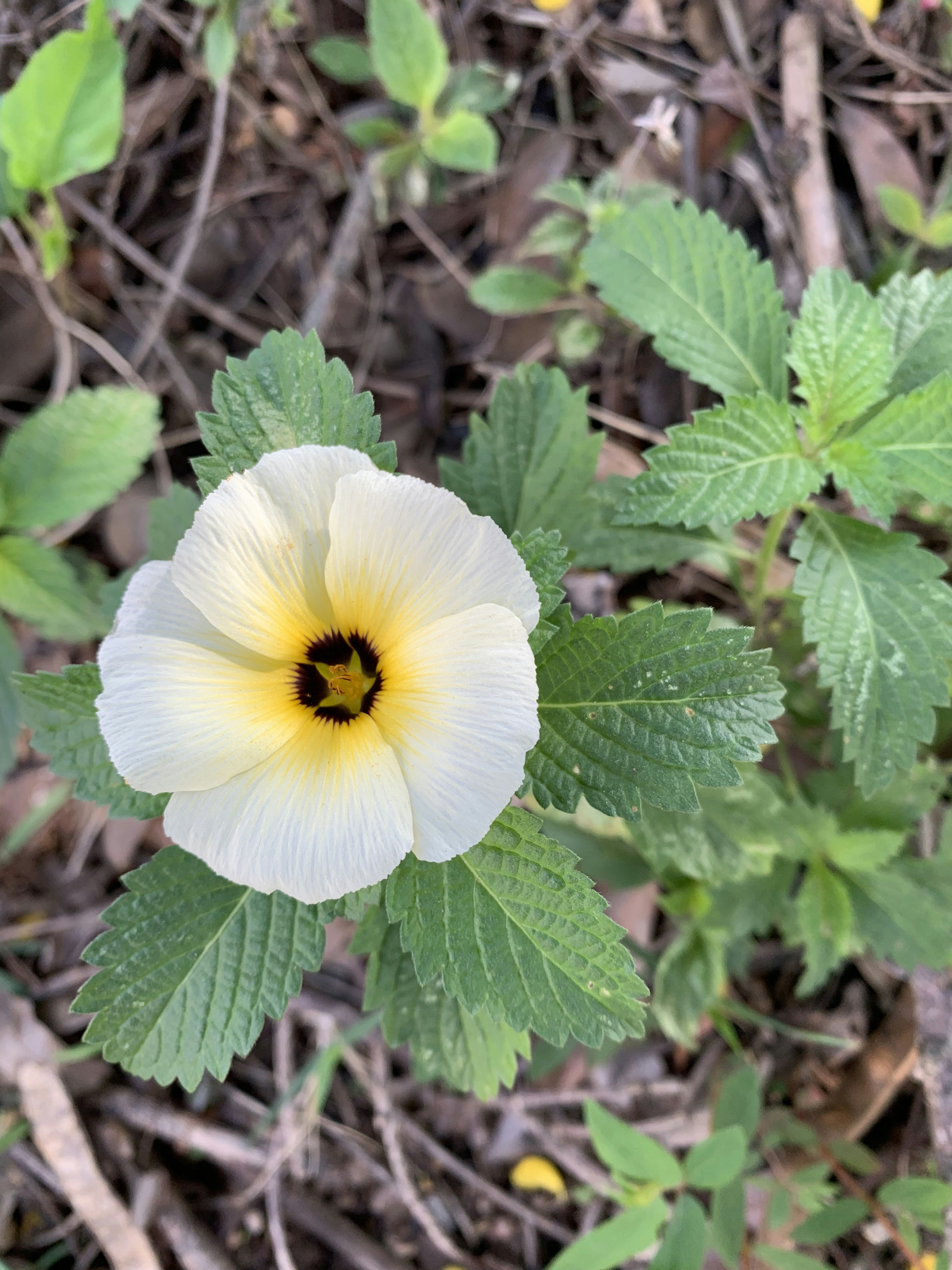 a white flower with a yellow center surrounded by green leaves