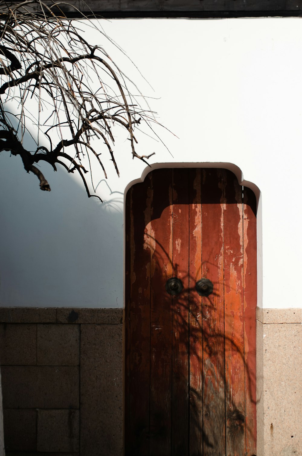 a wooden door with a plant growing out of it