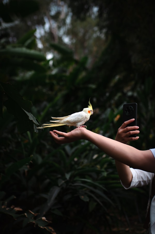 Pet bird