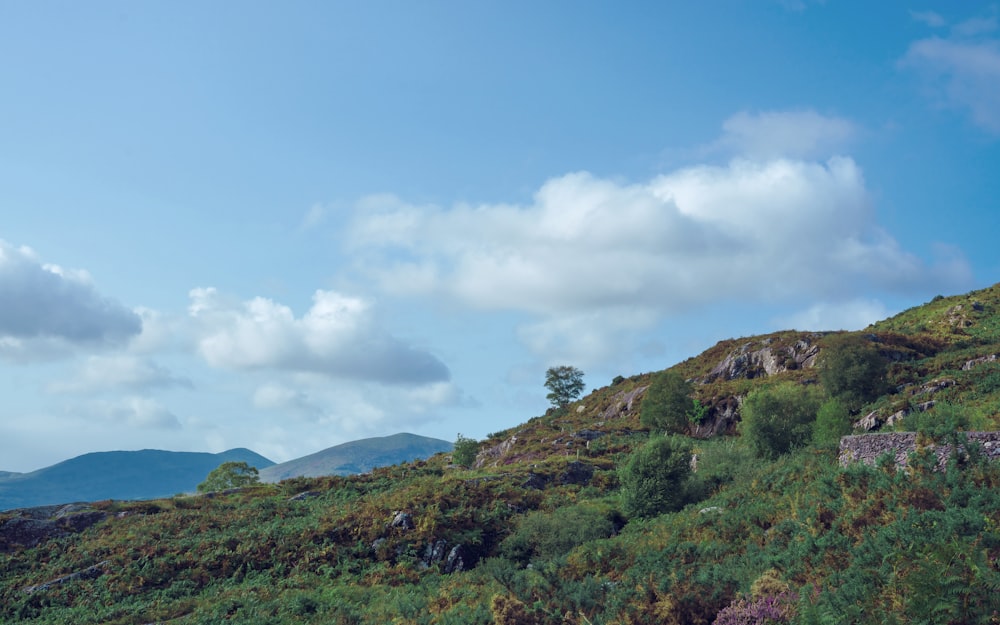 a grassy hill with trees and bushes on the side