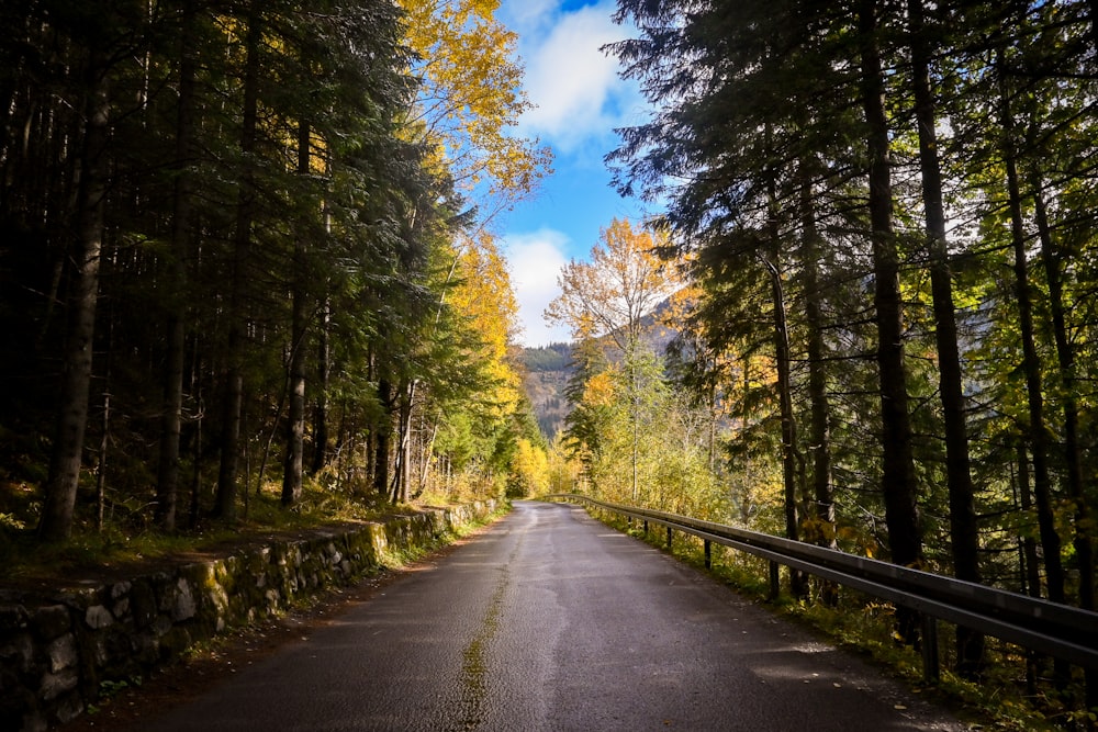 a road in the middle of a forest with lots of trees