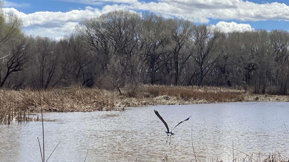 a bird flying over a body of water