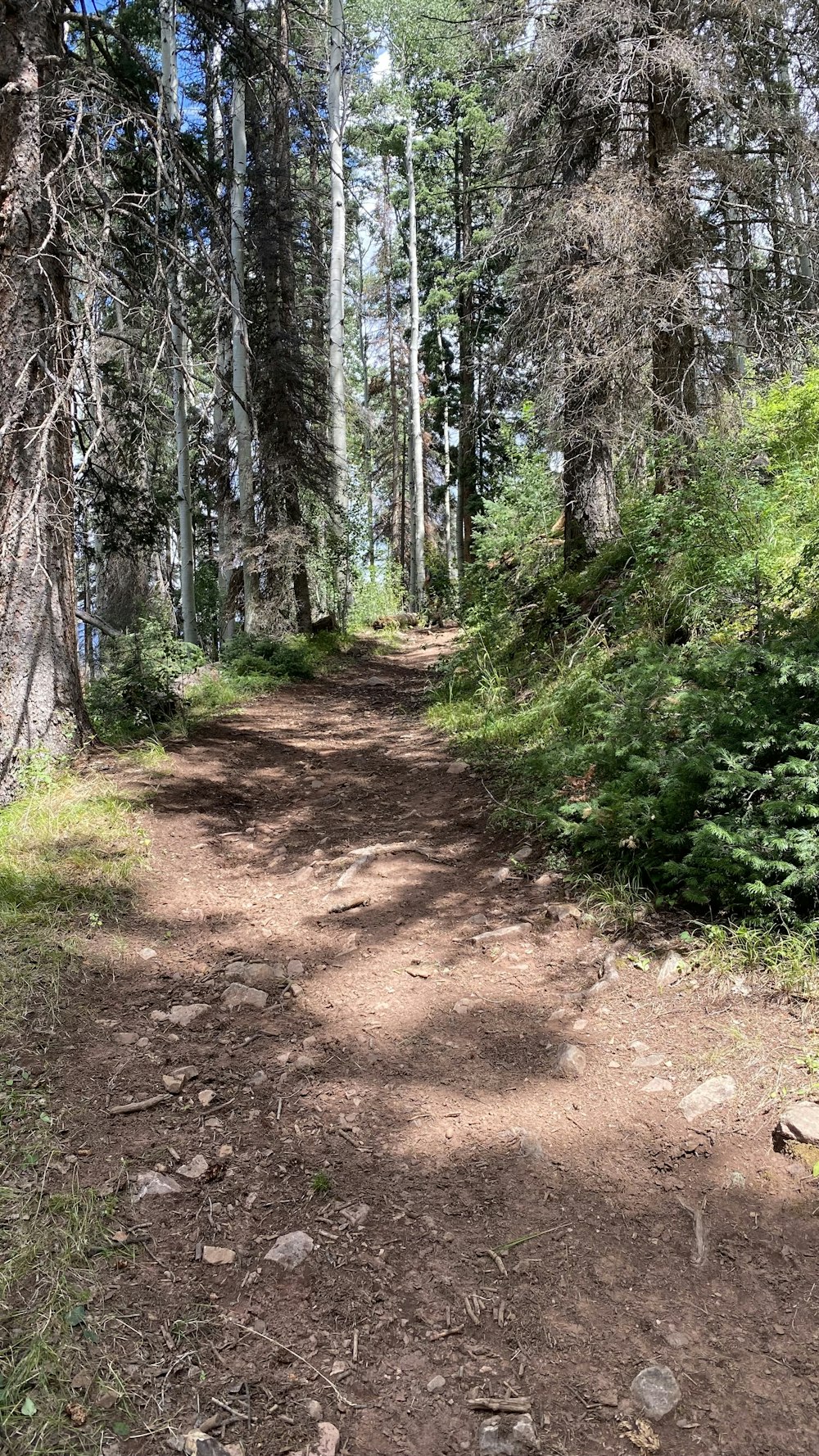 a dirt road in the middle of a forest