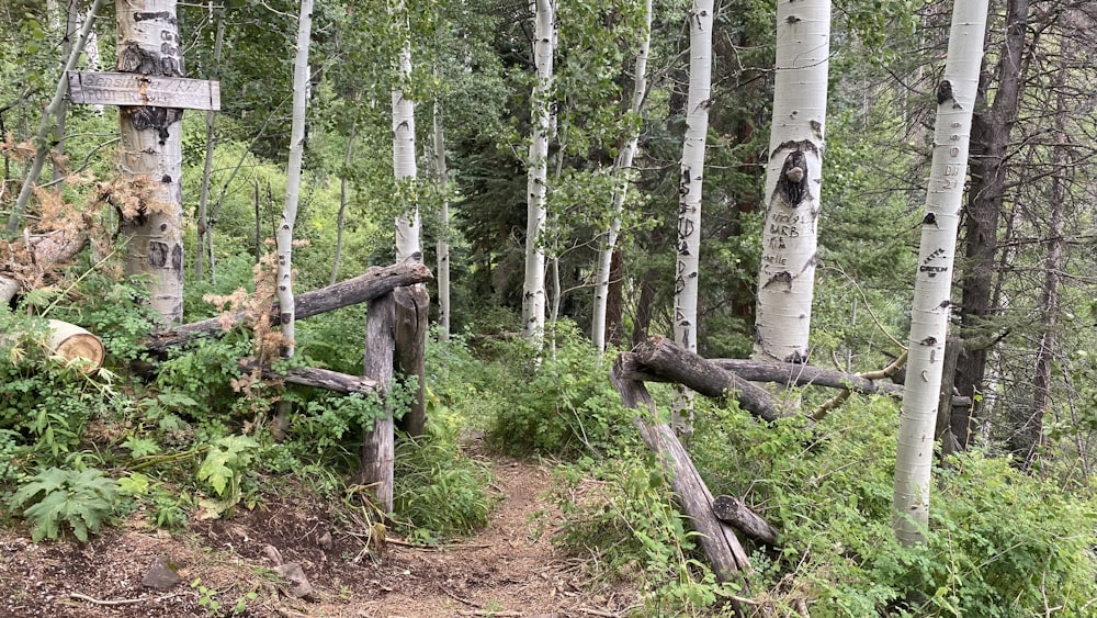 a trail through a forest with lots of trees