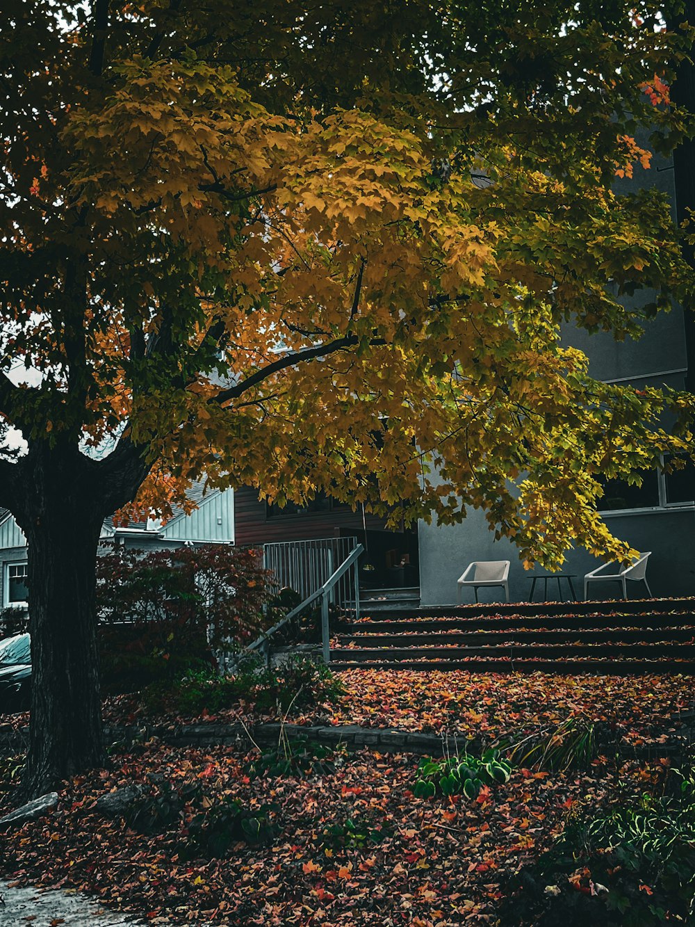a tree with yellow leaves in front of a building