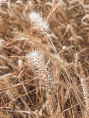 Close-up of golden prairie grass swaying gently in a mountain breeze.