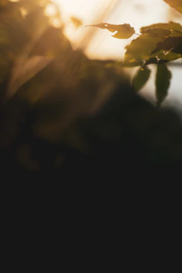 Sunlight filtering through leaves onto a serene tea garden landscape.