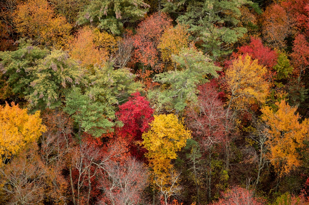 Ein Wald mit vielen verschiedenfarbigen Bäumen
