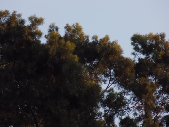 The image features the tops of lush green trees against a clear sky. The trees are densely packed with clusters of dark green and light green foliage, suggesting a natural forest setting. Sunlight filters through some parts, adding a warm glow to certain sections of the leaves.