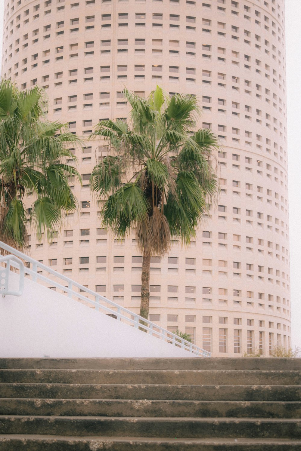 a palm tree sitting on top of a set of stairs