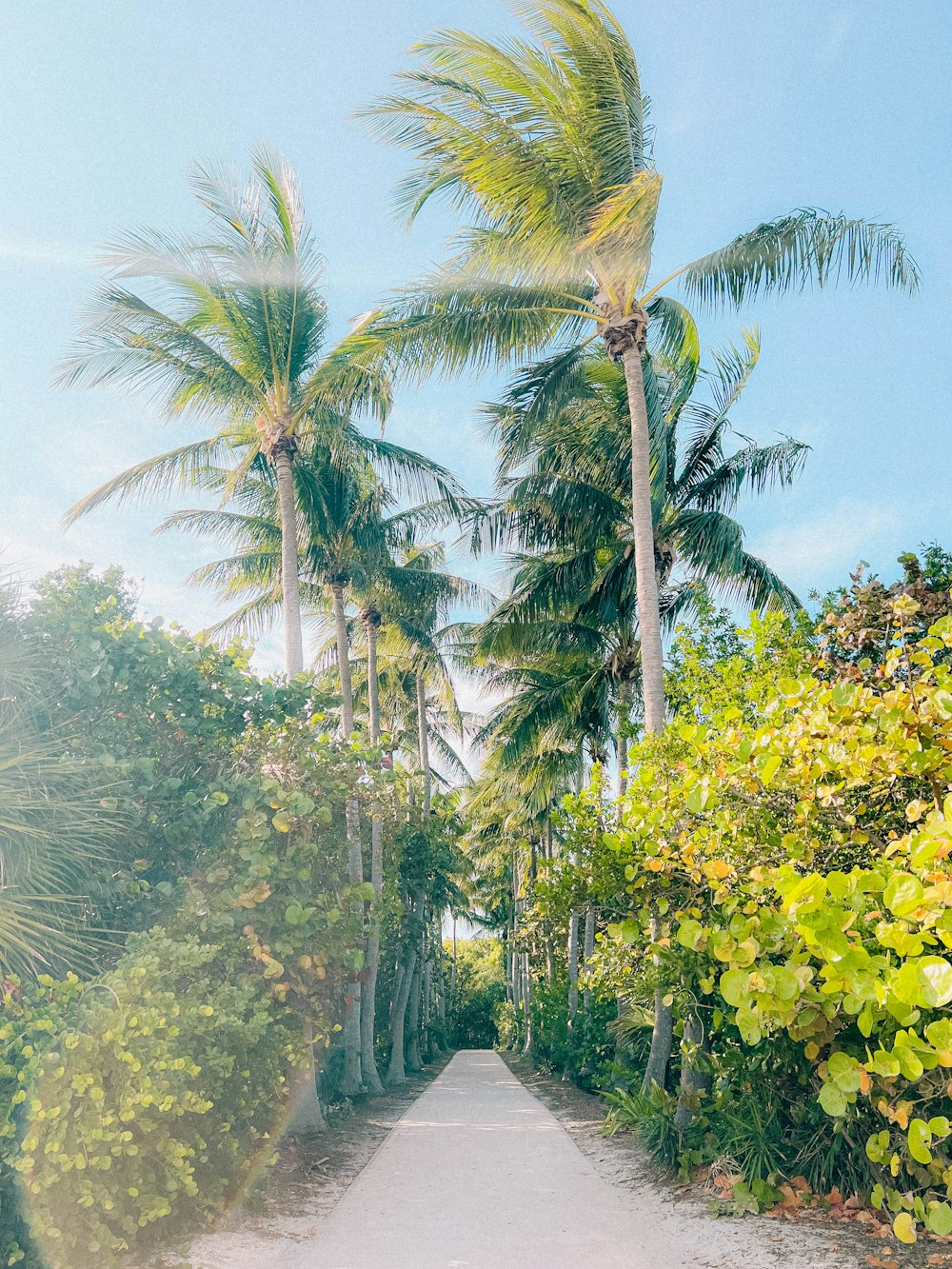 a dirt road surrounded by palm trees on a sunny day