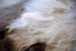 Close-up of a fluffy model posing with soft lighting highlighting their fur texture.